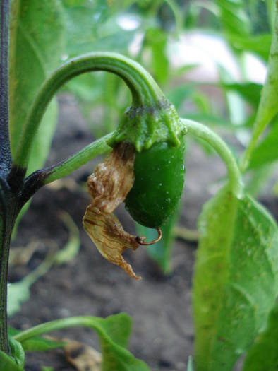 Hot Jalapeno (2009, June 21) - Jalapeno Hot