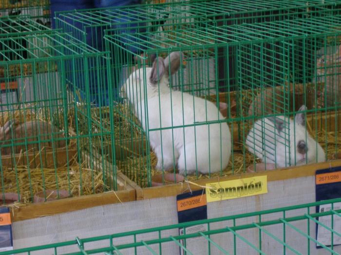 Nitra 06.12.2008 082