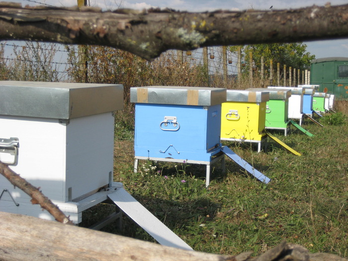 IMG_0070 - Stupina personala in 2009