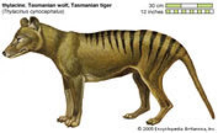 tigru-1 - Animale disparute