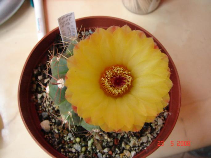 Notocactus ottonis v.globularis (2) - 2008