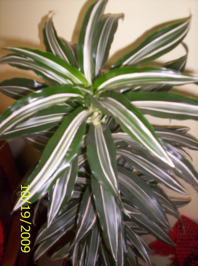 Dracaena godseffiana; privita de sus...(are 6 ani)

