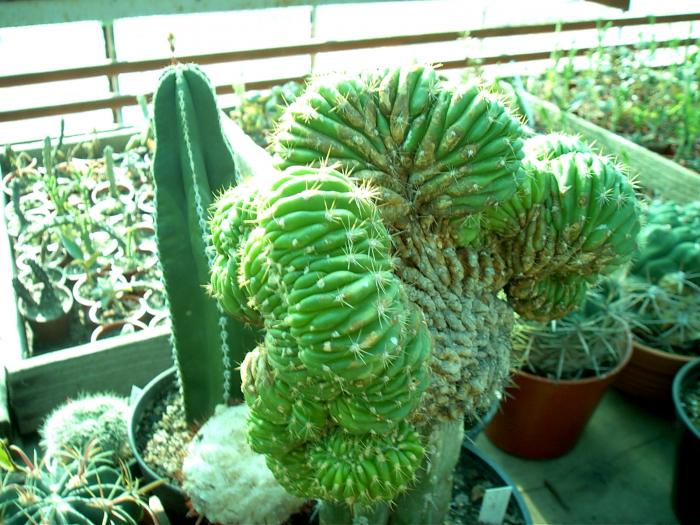 Rajko (2) - Cactusi