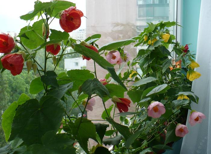 P1130569 - ABUTILONI