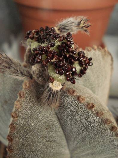 Astrophytum myriostigma - Cactusi