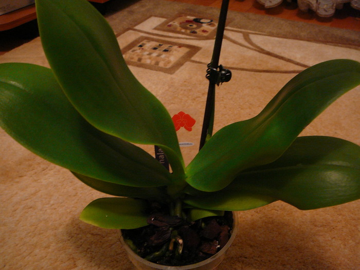 Frunze  Phalaenopsis; Noua  Phalaenopsis
