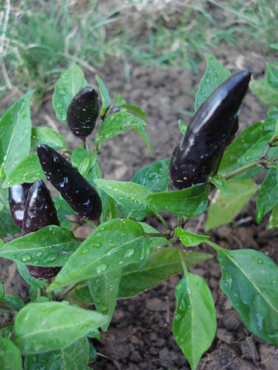 Black Chili Pepper (2009, July 31) - Black Chili Pepper_01