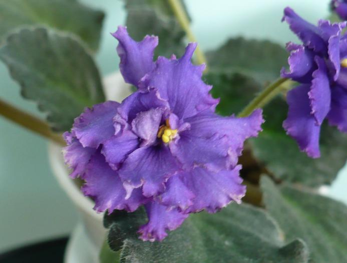 P1080726 - Saintpaulia - violete de camera