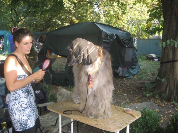 IMG_3308 - EXPO Tg Mures 2008