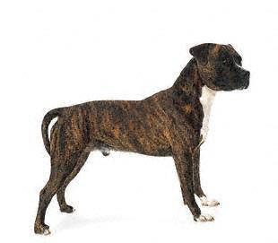 american_staffordshire - Terriers