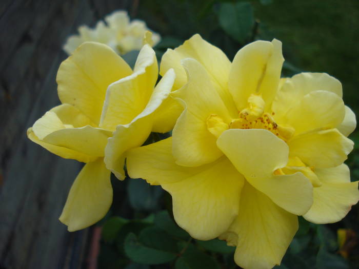 Rose Friesia (2009, July 10)