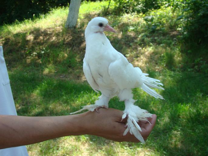 DSC00812 - 22-05-2008