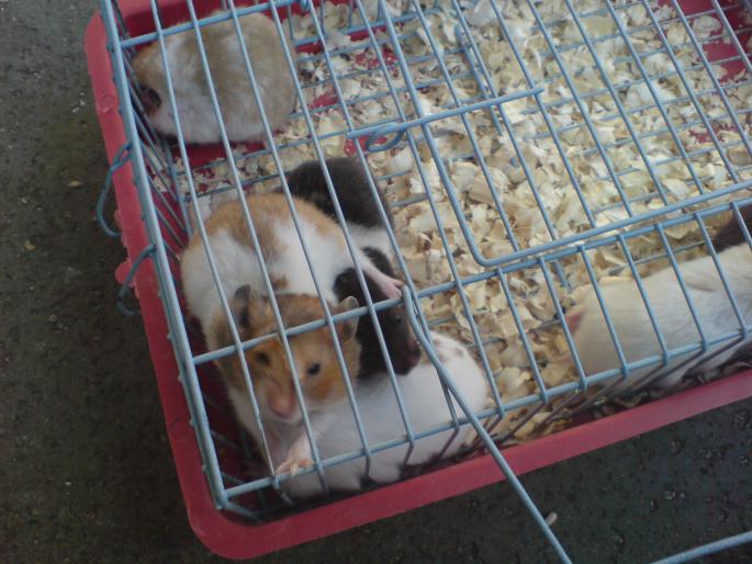 DSC00487 - Piata de pasari si animale Timisoara 2009