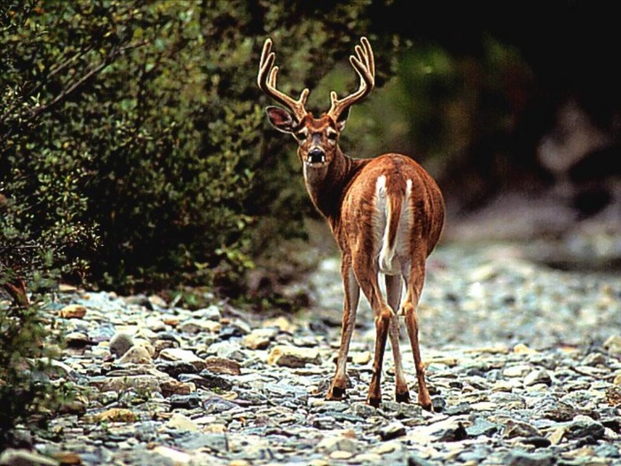 webshots331 - Toate pozele mele din comp