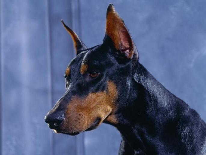 Doberman Wallpaper_ Poze Doberman_ Imagini Doberman - catei