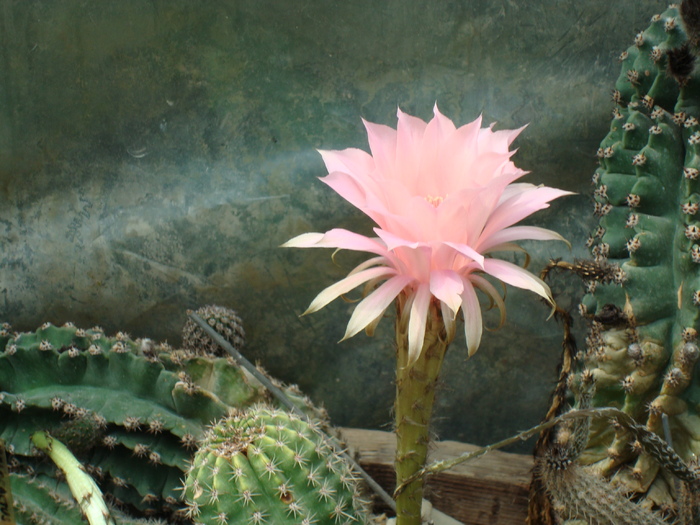 Echinopsis eyriesii v. grandiflora