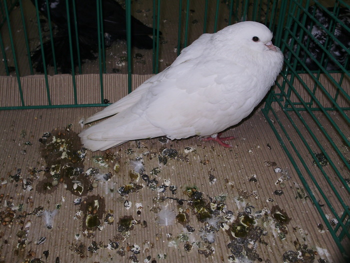 9720 tob arab 1 - 1507 partea 4