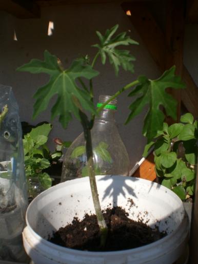 aug 2008 052