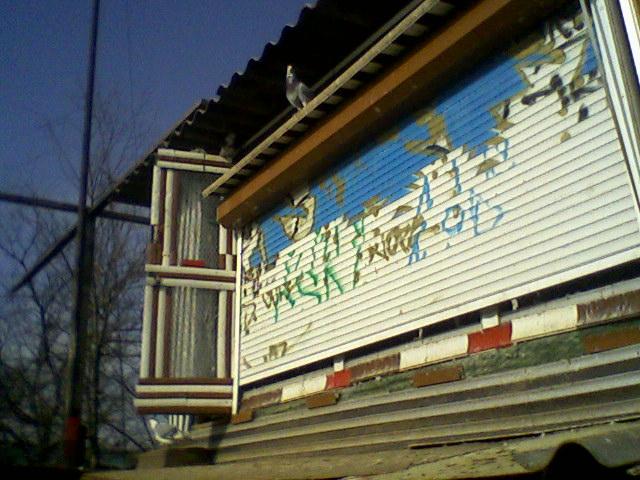 Fotografii-0007Twg - Copy (3) - Porumbeii mei calatori