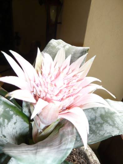 Aechmea Fasciata