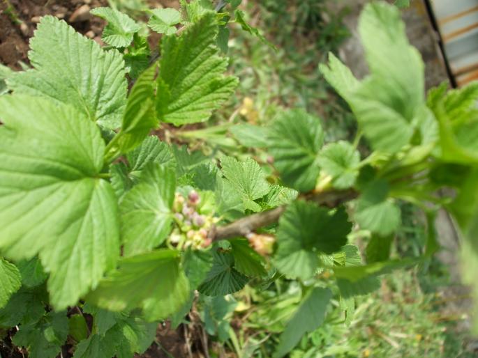 coacaz negru - gradina