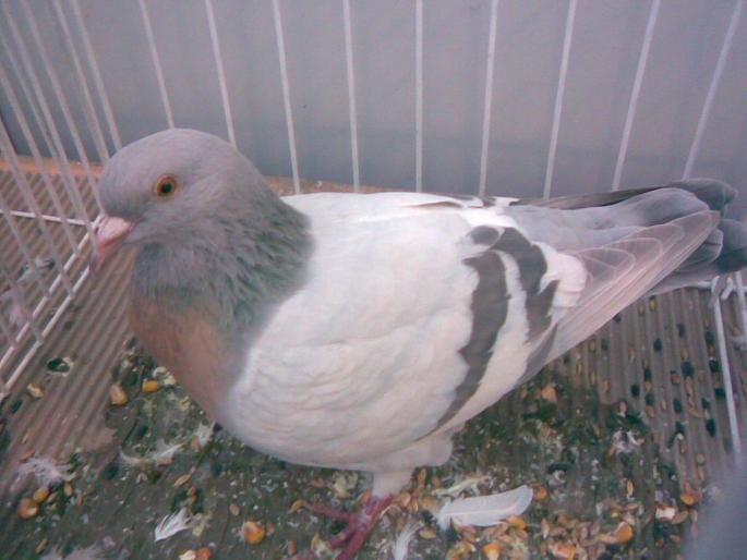 ciocarlie coburg dilute