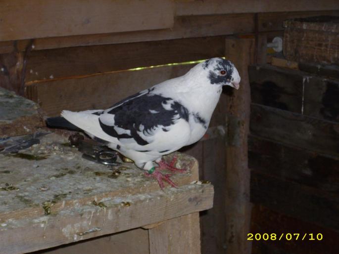 mascul 2007 - porumbei voiajori americani si standard romanesc
