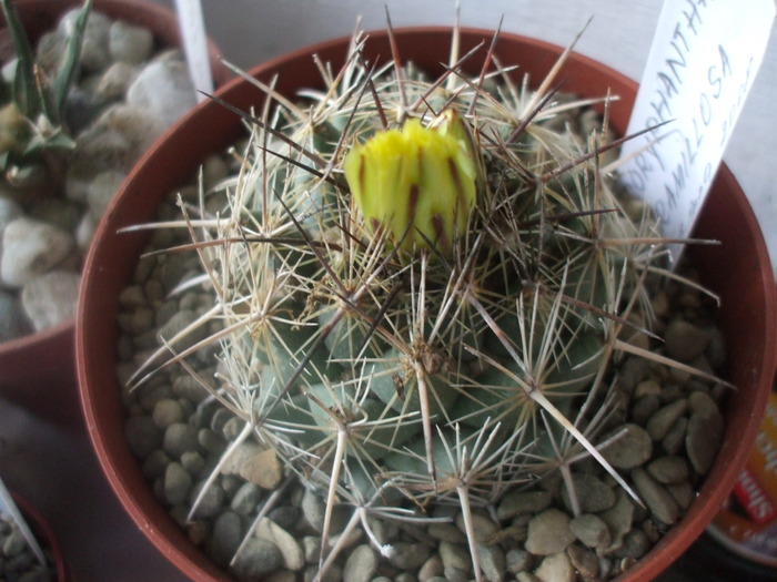 Coryphantha ramillosa - cactusii mei