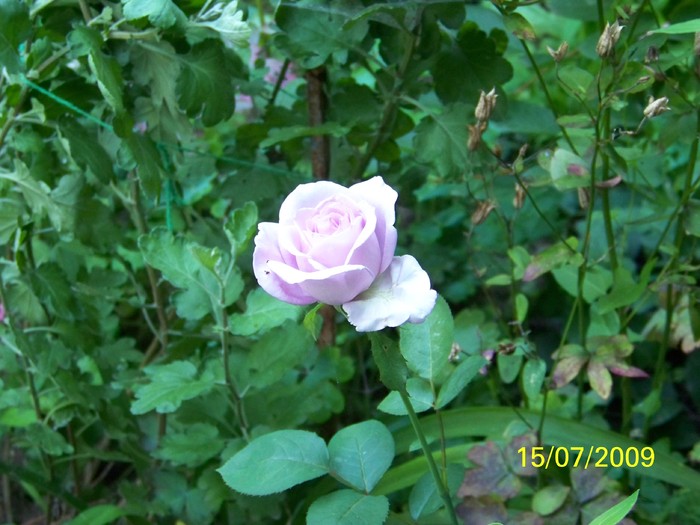 100_7789 - Iulie 2