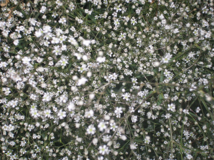 DSCI0873 - flori din gradina mea