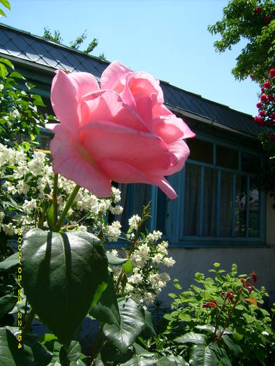 Picture 179 - gradina in 2009