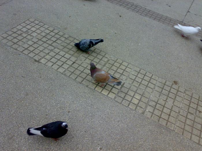 170220091808 - 18a Constanta 1