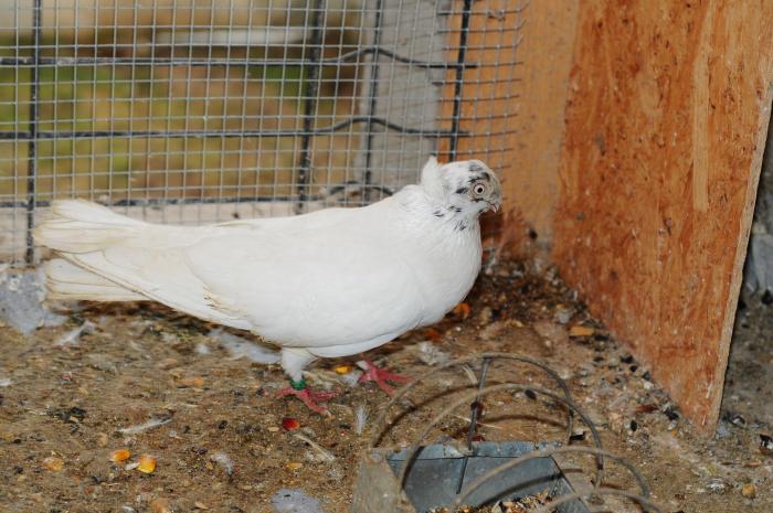 DSC_9953 - jucatori dublumotati calarasi 2008