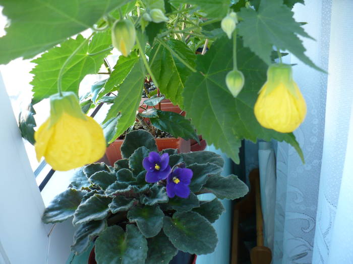 P1090348 - ABUTILONI