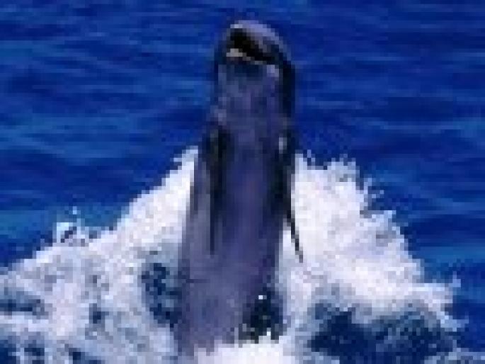 BIIUBOTKDLIGFQNSNXI[1] - poze delfini si cativa pestisori