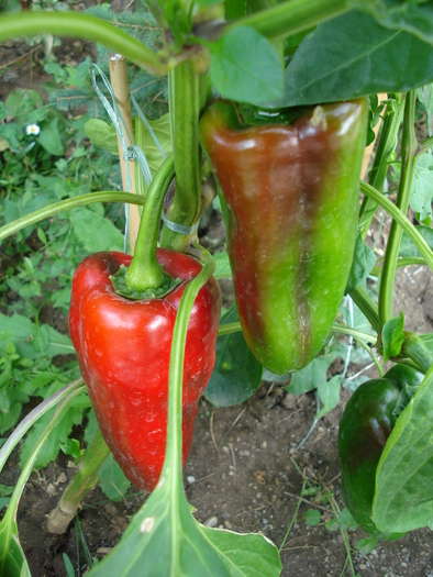 Nocera Rosso Pepper (2009, Aug.28) - Nocera Rosso Pepper