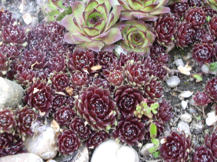  - Sempervivum