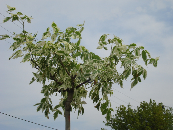 Acer negundo Flamingo (2009, Sep.12)