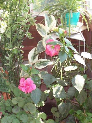 Summer 2005 281; Sunt un Hibiscus cu flori batute roz inchis, ma numesc Duculetz si am ....mi-e rusine sa va spun ...

