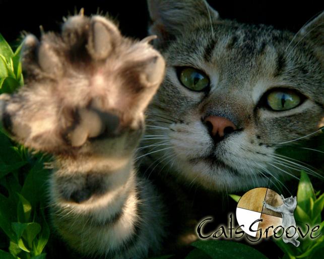 CatsGroove-Wallpapers-0704 - animale