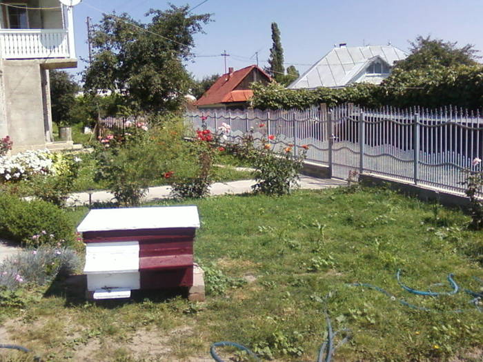 Fotografii-0021 - apicultura
