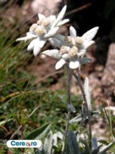 flori de colt din Romania - Natura