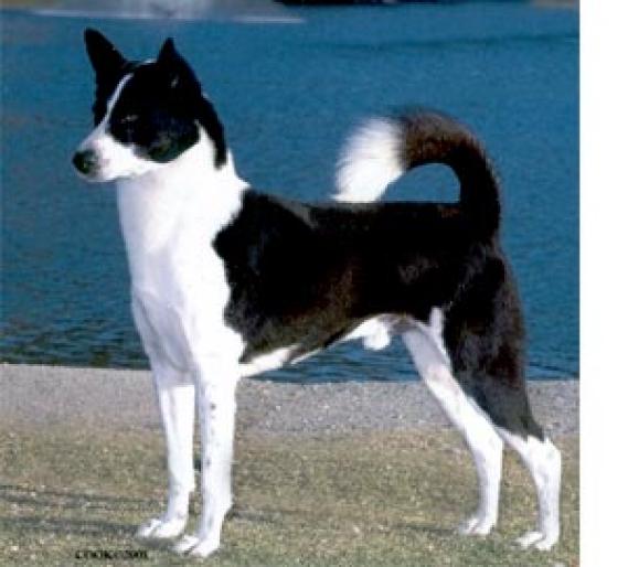 CANAAN DOG