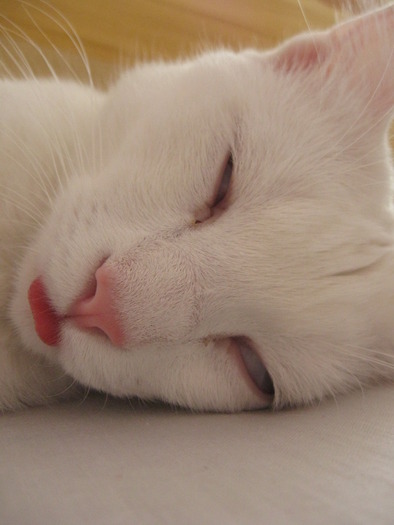 Suzy adormita - Pisicile mele