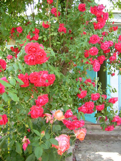 Picture 168 - Mi-am pus trandafiri in par