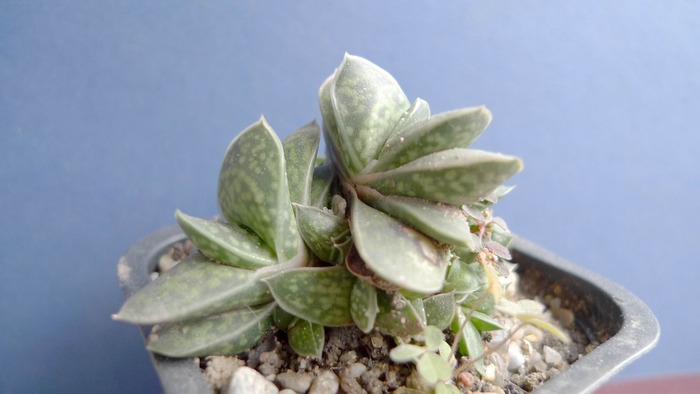 Gasteria liliputana - Haworthia - Gasteria