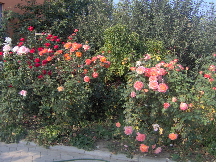 IM000277 - trandafirii in octombrie 2009