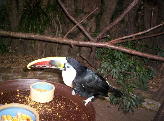 centrul papagali (202) - centrul papagali Veldhoven -Olanda