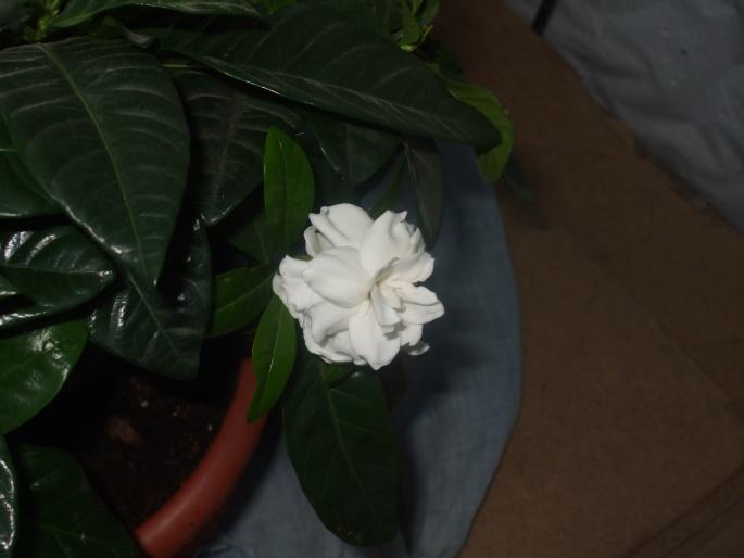 Picture 208; tot gardenie da mai ...
