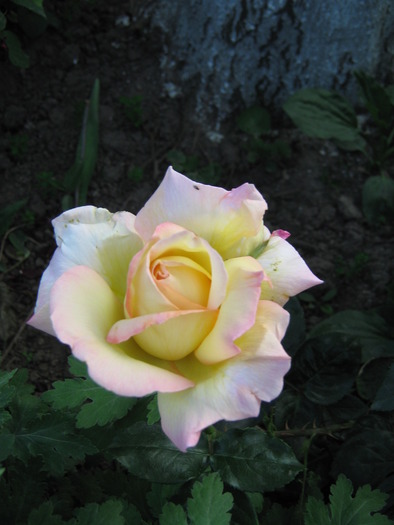trandafir alb - flori din gradina 2009